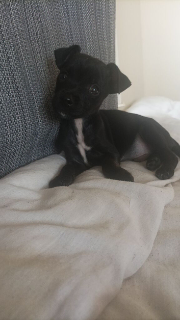 Jack Russell boy