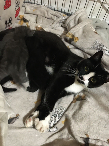 Only 2 kittens available