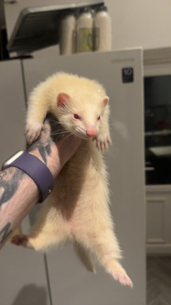Jill albino ferret