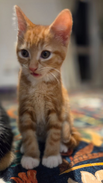 Ginger kitten