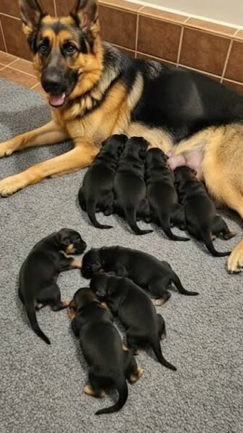 Liana puppies are HEREEE