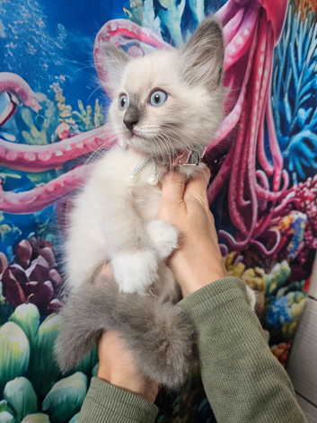 PET OR Active Registred Championship Ragdoll (Cherubim) kittens with Genetic Test Certyficate HCM and PKD.