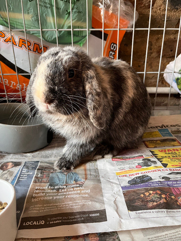 Mini lop male