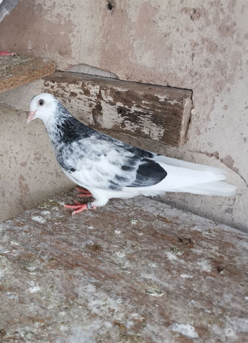 Roller pigeon for sale