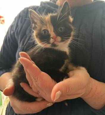 Burmese cross kittens