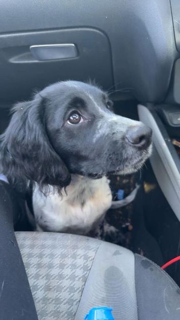 7 month sprocker male