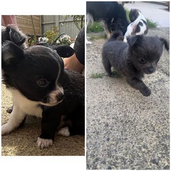 Chihuahua long haired puppy