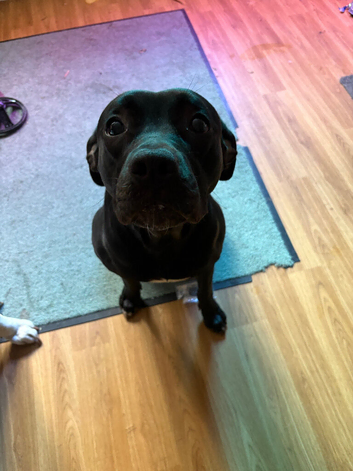 Female black Labrador cross