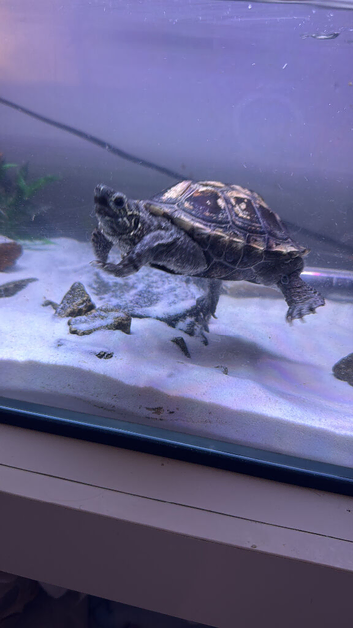 Free two turtles and full setup