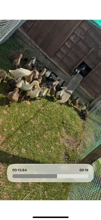 4 week old ducklings
