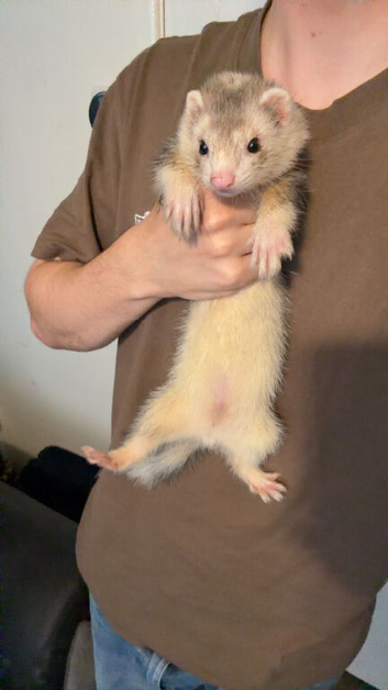 3 ferrets for sale
