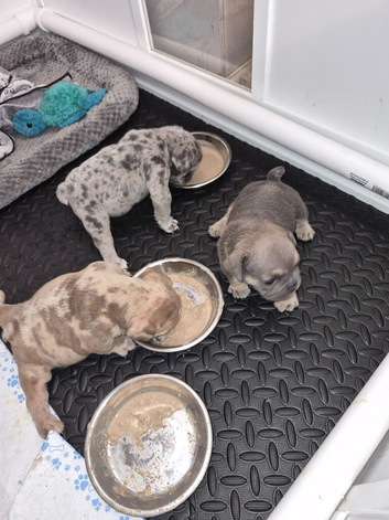 French bulldog x English bulldog