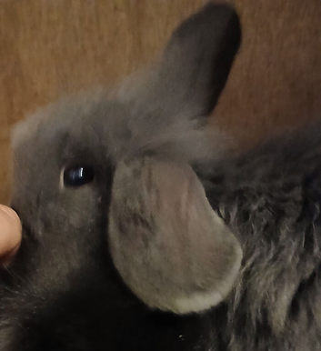 2 boy rabbits
