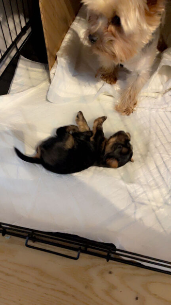 Mini GORGEOUS YORKSHIRE TERRIER GIRL &ndash; LOOKING FOR HER FOREVER HOME