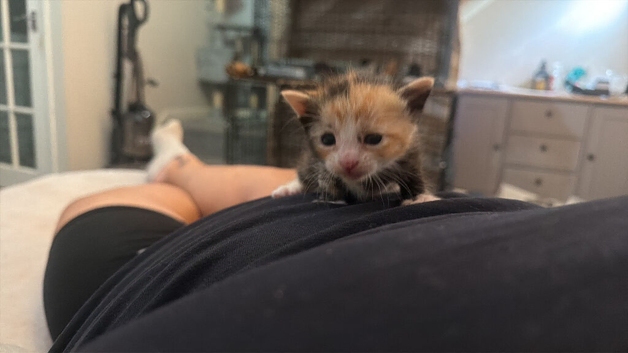 TINY PAWS, BIG PERSONALITIES!