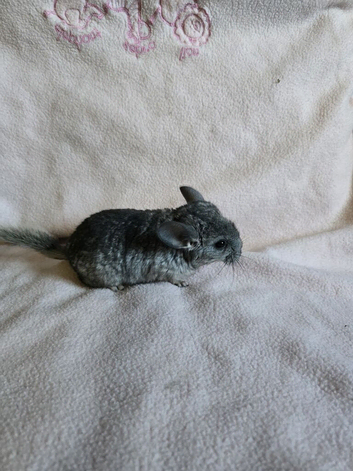 Chinchilla kit