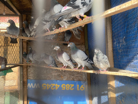 Stock birds Jansen strain