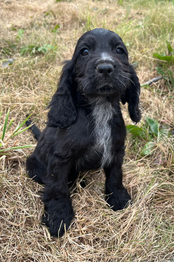 Show type cocker spaniel puppies