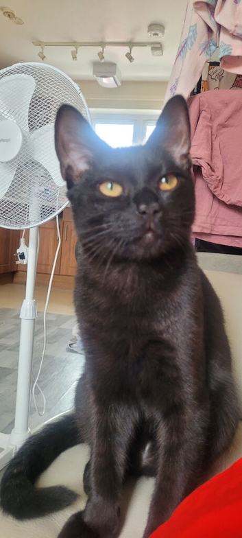 Panther