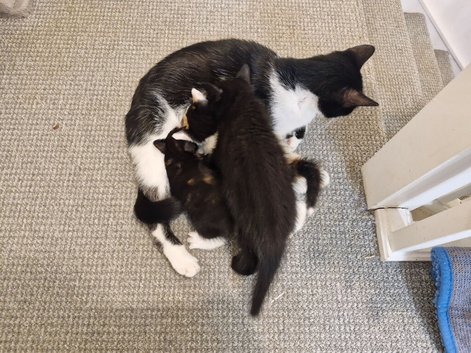 3 kittens