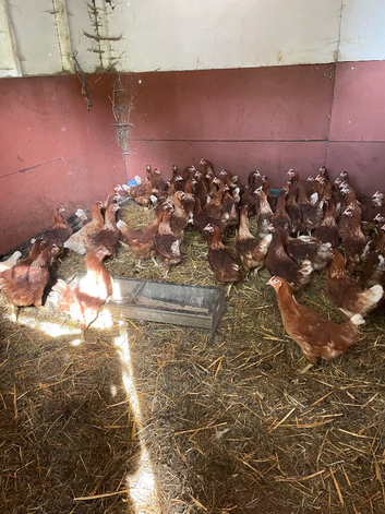 Point of lay Warren hens