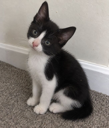 tuxedo girl kittens!