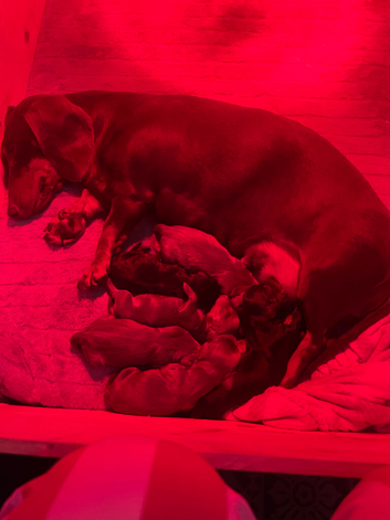 Dachshund puppies