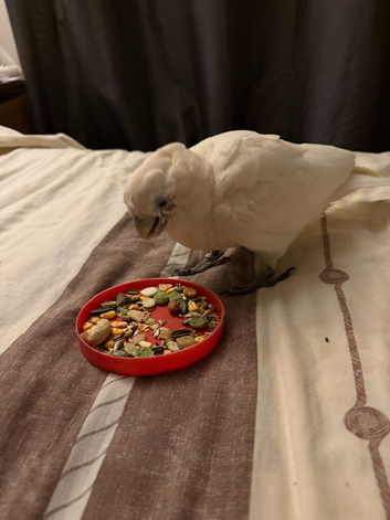 Baby 13 weeks parrot cockatoo