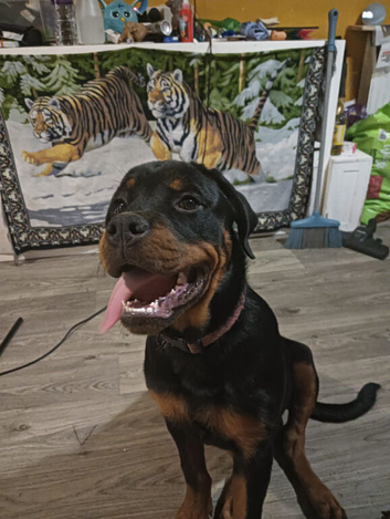 Rottweiler Bitch
