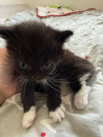 Black and white fluffy male Kitten, ready to leave