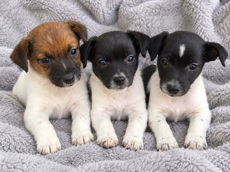 Miniature Jack Russell puppy&rsquo;s