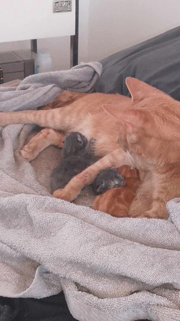 5 gorgeous kittens for sale