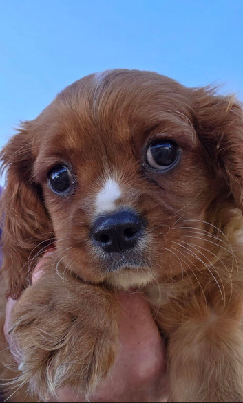 King Charles Cavalier puppy