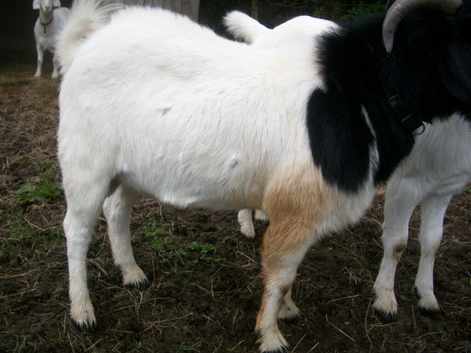 Boer Cross Billy Goat
