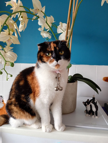 Scottish fold & Scottish straight