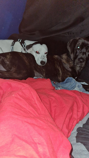 7 month female cane corso