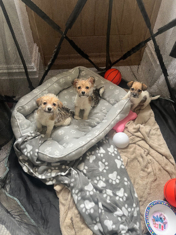 Miniature jack Russell puppies 2 left now ready for there forever home