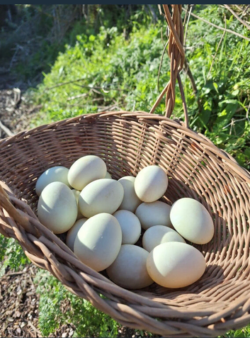 X6 Indian runner duck eggs mixed colour