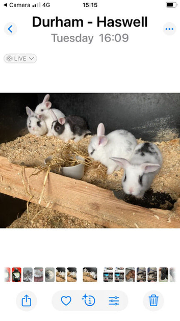 Lion lop rabbits