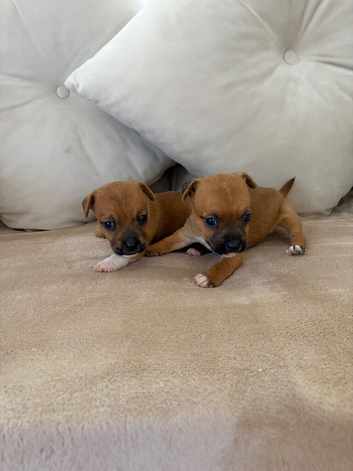 2 boy jack Russell pups