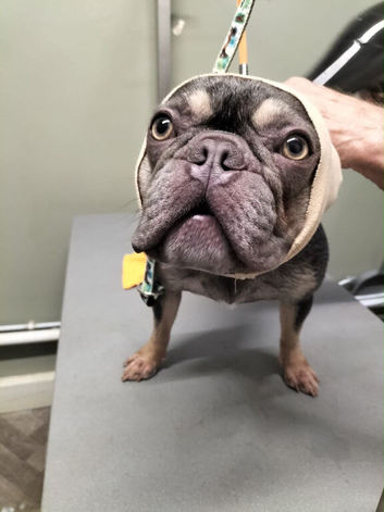 French bulldog