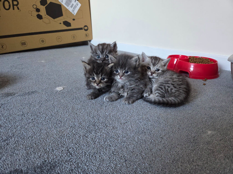 Persian kittiens for sale