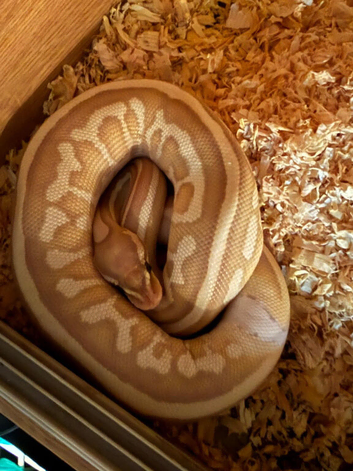 Python looking for a forever home