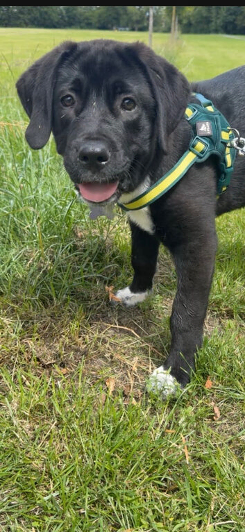 Cane corso x cacusian shepherd