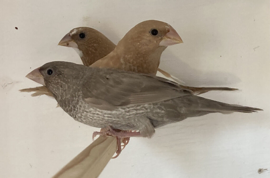 Bengalese Finches For Sale
