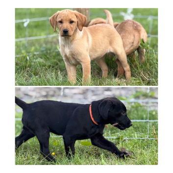 KC registered working FT Labrador puppies fox red and black