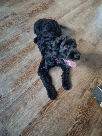 6 month male cockapoo