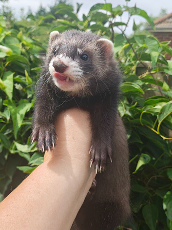 Beautiful ferret kits -  3 hobs left