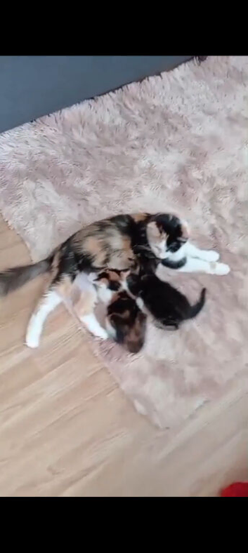 Kittens