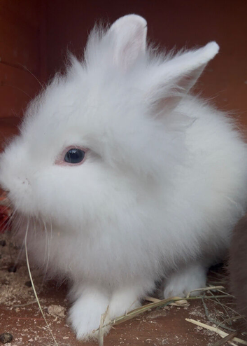 Angora white rabbit